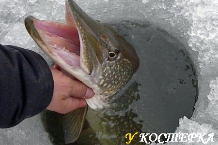 Вот она ..., зубастая красавица !