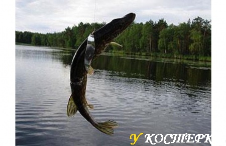 Поймал за брюхо