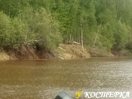 Медвежье любопытство