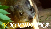 Как поймать ДАМАНА