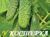 Выращивание огурцов в бочке
