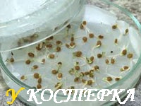 Как прорастить семена огурцов