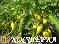 Выращивание перца в открытом грунте