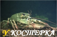 Раколовка своими руками