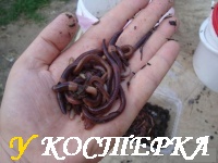 Разведение червей для рыбалки