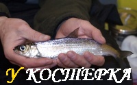 Ловля сырка на удочку или донку