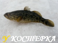 Ловля ротана на мясо