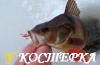 На этом озере окунь "спит".