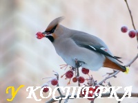 Свиристели прилетели
