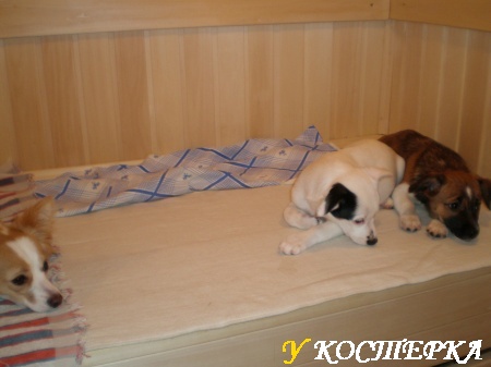 Мои собаки тоже любят баню и сауну
