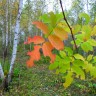 Из архива Портала ЮГОРСКИЕ ВСТРЕЧИ