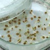 Как прорастить семена огурцов