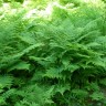 Из архива Портала ЮГОРСКИЕ ВСТРЕЧИ