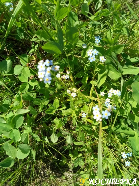 Родная природа